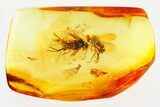 Fossil Long-Legged Flies and Dark-Winged Fungus Gnat in Baltic Amber #367513-1